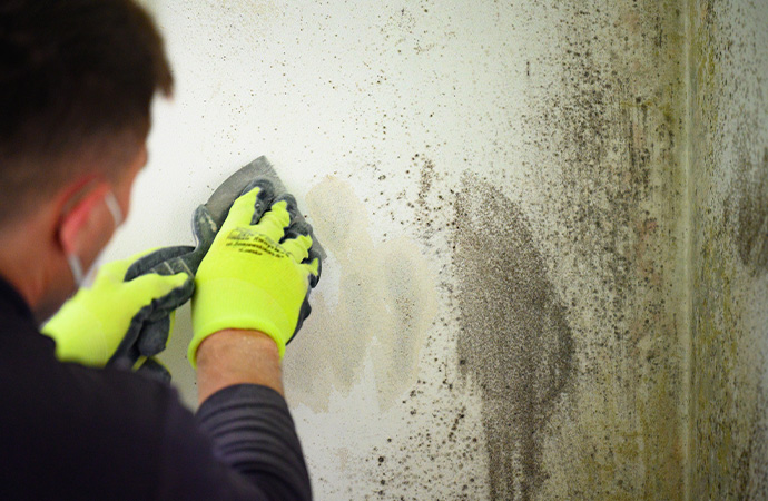 Effective Mold Removal Services