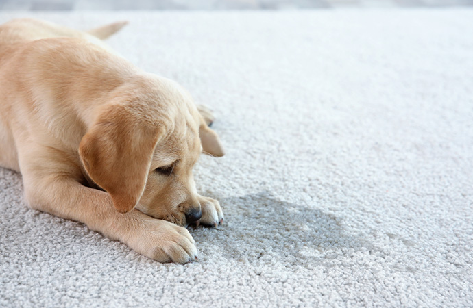 Cleaning Pet Stains From Carpets