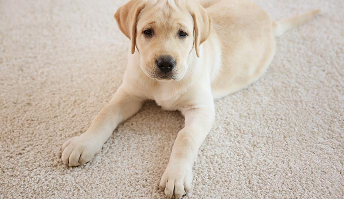 dog laying on a carpet