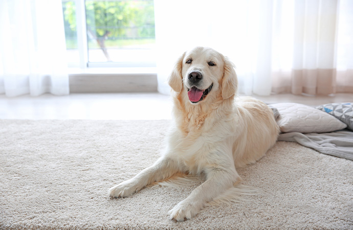 Pets Dog On Carpet