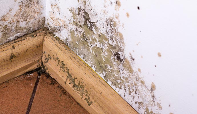 a wall affected by mold