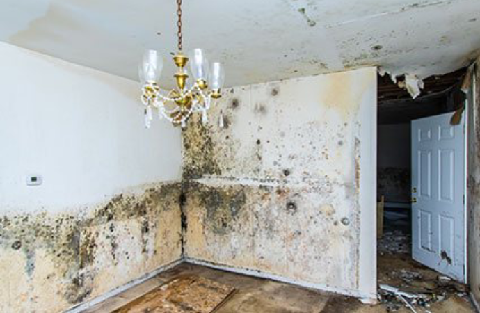 Mold Remediation in Salt Lake City