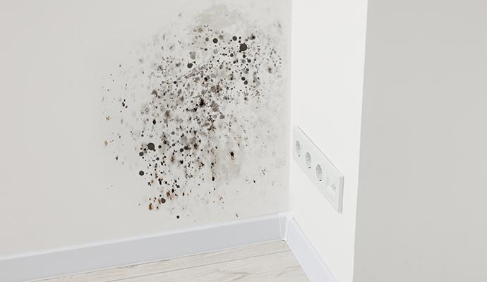 visible black mold on wall