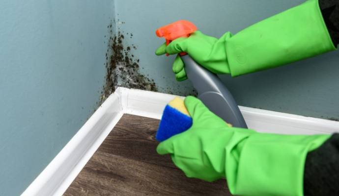 Mold Removal Services