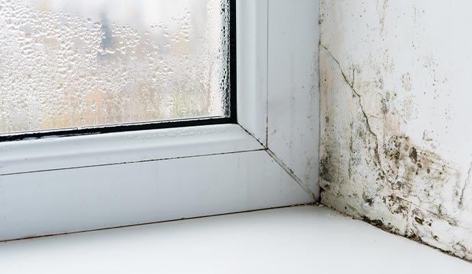 Visible mold growth on the lower corner of a window.