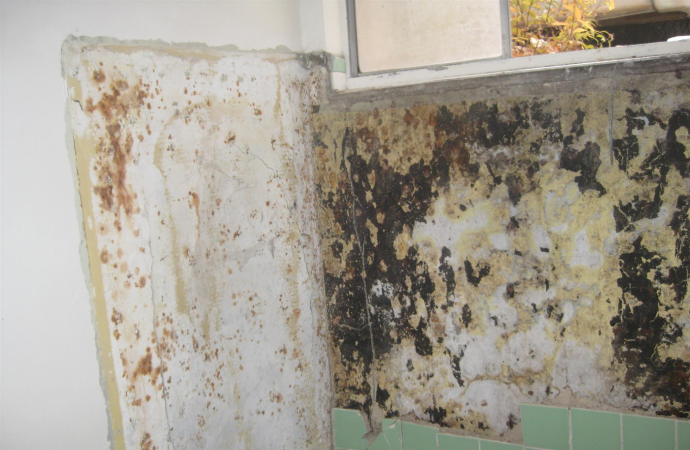 Professional mold removal team working with specialized equipment for mold remediation.