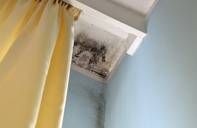 Black Mold