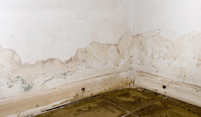 Visible dark mold on wall and floor